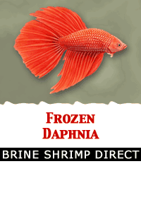 Frozen Daphnia