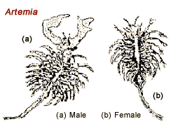 Aula Marina  Artemia, Brine shrimp