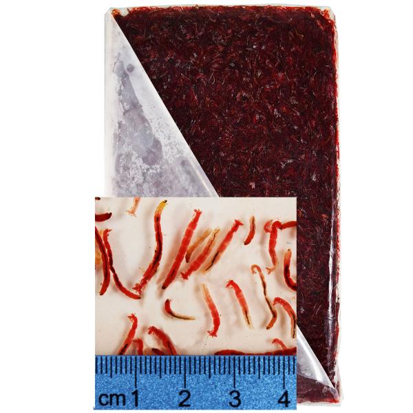 Buy Dried Blood Worms Online at the lowest Price in India 